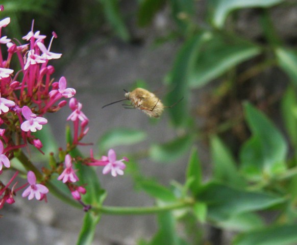 Bombilidae